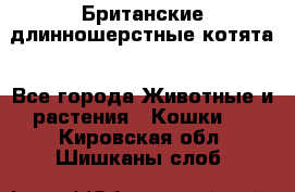 Британские длинношерстные котята - Все города Животные и растения » Кошки   . Кировская обл.,Шишканы слоб.